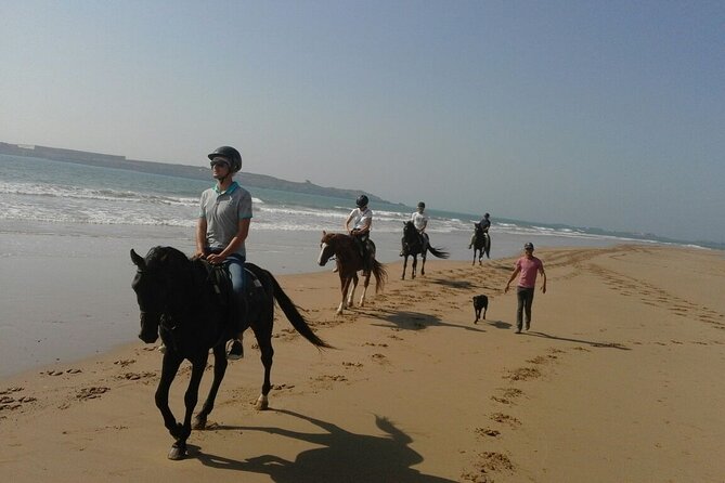 1 day horseback ride with lunch - The horses and riding level: Arabian-Barb plus separate itineraries