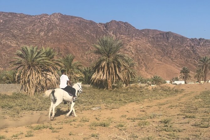 1 Hour Private Horse Riding in Madinah - Key Points Worth Knowing Before You Go