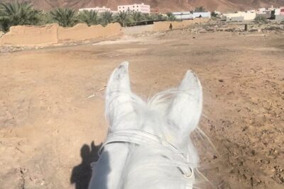 1 Hour Private Horse Riding in Madinah - Private Means Just Your Group (And Why That’s Valuable)