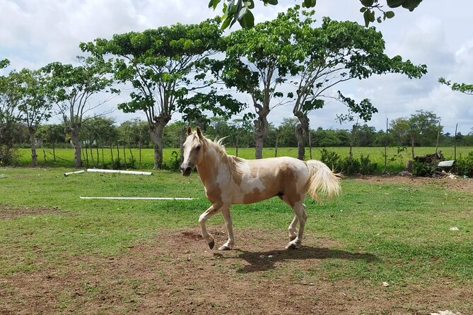 2-Hour Horseback Riding Tour at Sunset from Punta Cana - Price check: does $77.95 make sense for what you get?