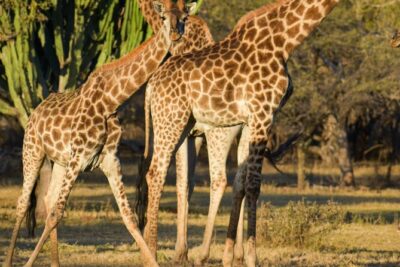 2-Hour Horseback Safari in Hartbeespoort - Horses and guides at Harties: why beginners feel comfortable