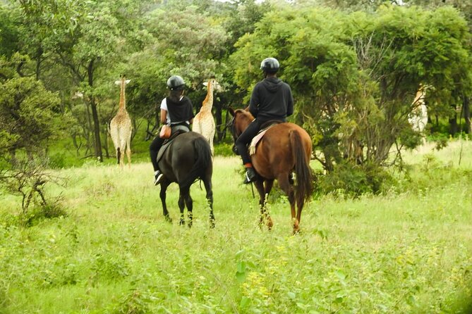 2-Hour Horseback Safari in Hartbeespoort - What’s included vs. what you should bring (snacks, water, and a simple packing list)