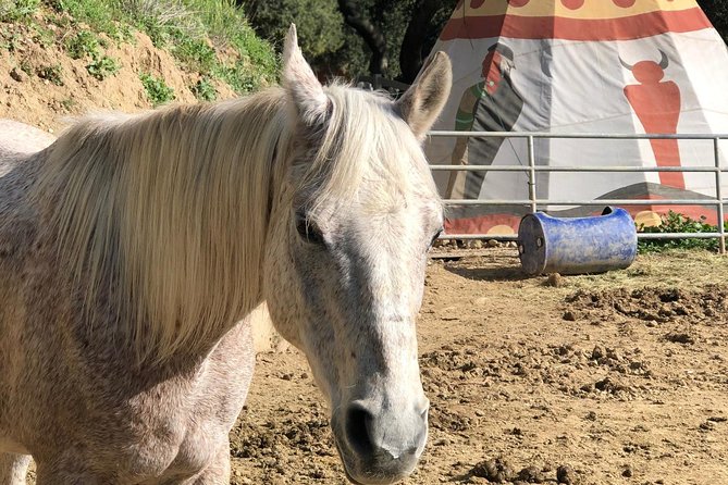 2 Hour Wildflower Horseback Trail Ride experience in Agoura Hills - Photo stop rules: how to get the shot without ruining the ride