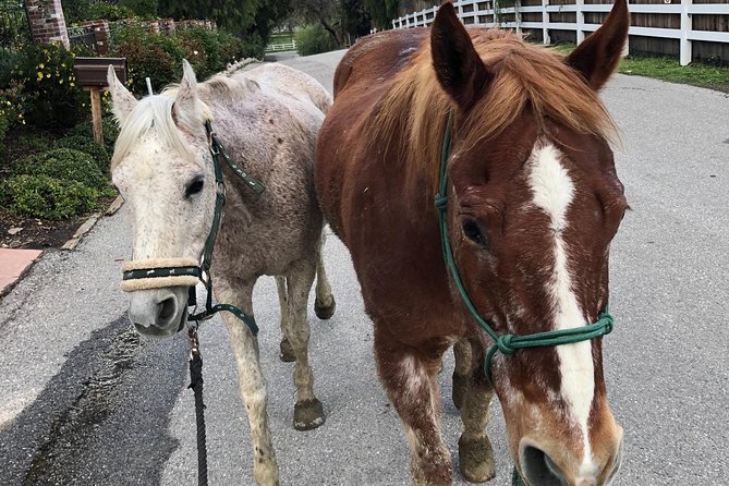 2 Hour Wildflower Horseback Trail Ride experience in Agoura Hills - Value of a 2-hour private ride: what you’re actually paying for