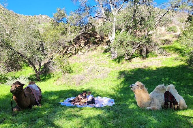 3 Hour Camel Trek into the Forest and Ranch in California - Key Highlights You’ll Actually Care About