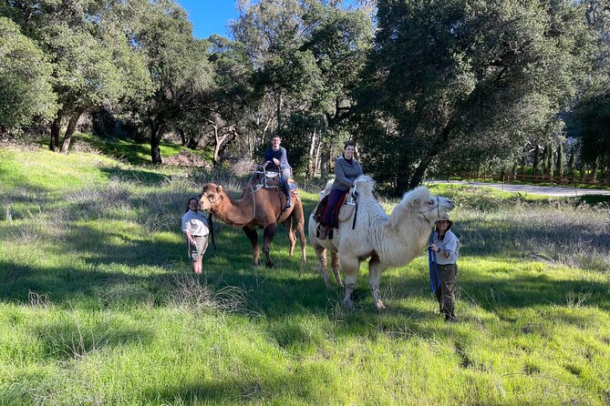 3 Hour Camel Trek into the Forest and Ranch in California - Price and Value: $875 for Two, But Everything Is Included