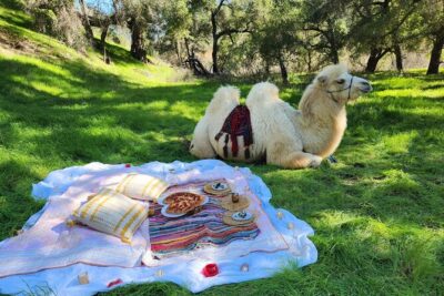 3 Hour Camel Trek into the Forest and Ranch in California - The Hands-On Ranch Tour with 200 Animals