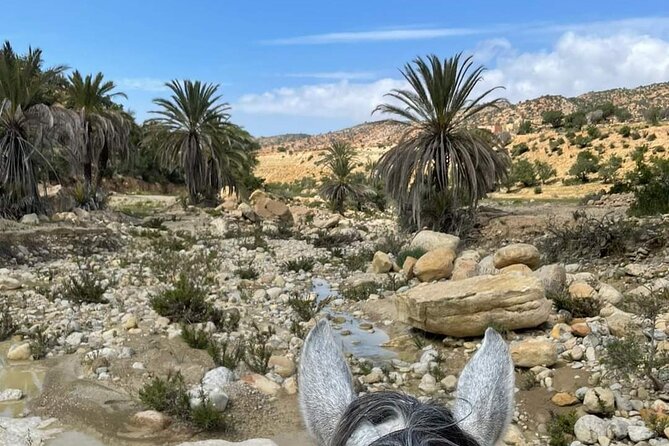 3-hour Horseback Ride Mountain and Beach Morocco - Why This 3-Hour Ride Feels Like Two Morocco Worlds