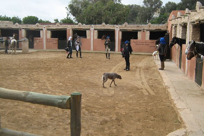 3 hours horse riding in Essaouira, beach, forest and dunes - Who This Tour Suits Best (And Who Might Want A Different Plan)