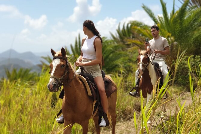 3 Hours Horseback Riding from Nature Trails to Sofa Stone - St. Kitts Horseback Riding to Sofa Stone: What the Experience Feels Like