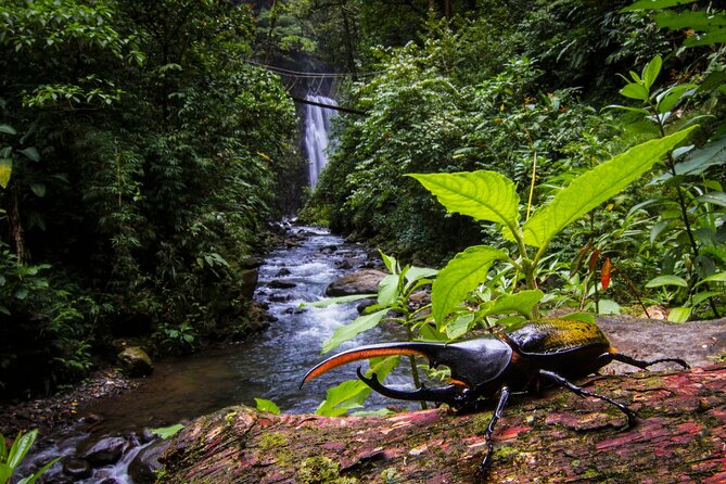 3-in-1 Monteverde Cloud Forest Waterfalls, Wild Trekking and Horseback Riding - Monteverde waterfalls hike, river swims, and horseback ride in one loop