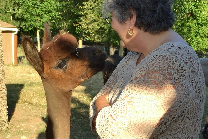 Alpaca Ranch and Fiber Processing Mill Tour - Key Highlights You’ll Care About