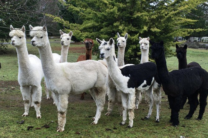 Alpaca Ranch and Fiber Processing Mill Tour - Alpaca Ranch Meets a Real Fiber Processing Mill