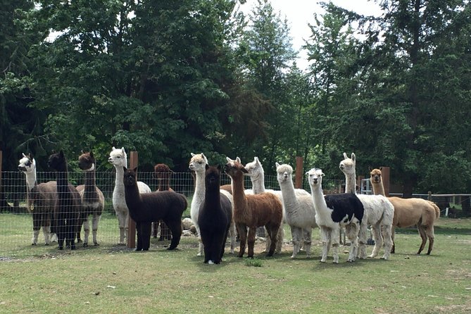 Alpaca Ranch and Fiber Processing Mill Tour - Stop 1: Close-Up Alpaca Time at La Vida Alpaca