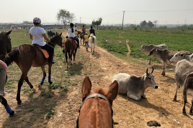 Aravali Trail Experience( Jungle Safari Forest area)- Horseback Riding - Entering The Meet Point: Duke Horse Riding Club at 6:00 am