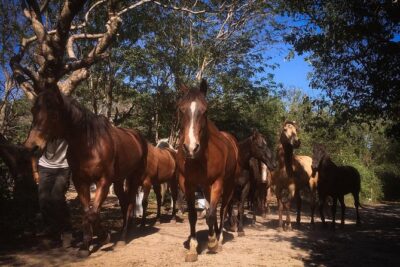 Award-winning Classic Horseback Ride (max. 6 riders) - Morning at 9:30 vs Afternoon at 2:00