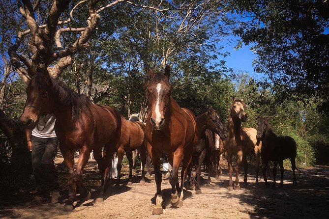 Award-winning Classic Horseback Ride (max. 6 riders) - Morning at 9:30 vs Afternoon at 2:00