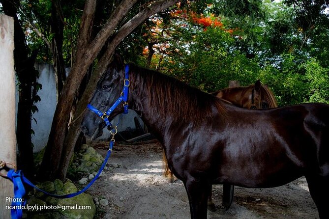 Award-winning Private Classic Horseback Ride - Price and Value: Is $149 a Good Deal?