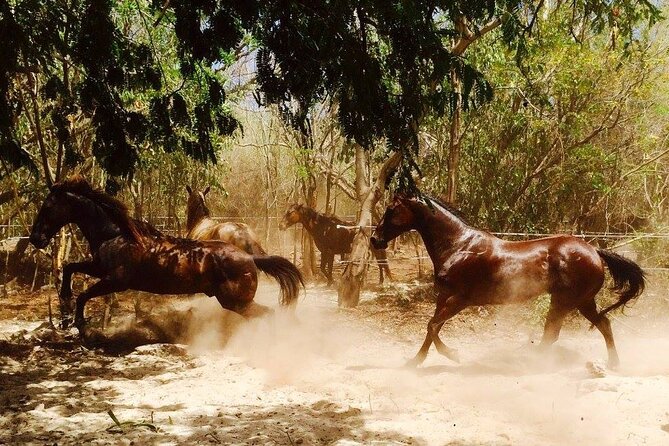 Award-winning Private Classic Horseback Ride - The Horse Matching System: Why It Feels Less Stressful