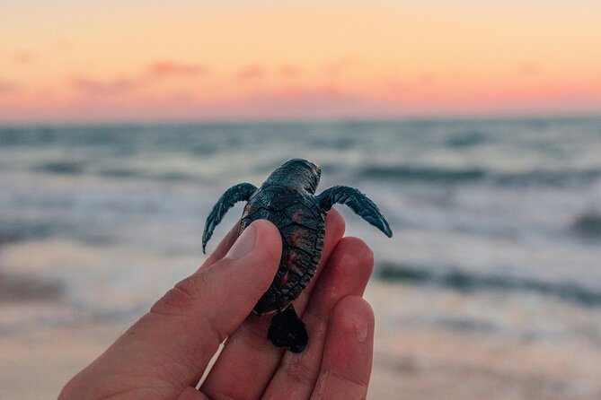 Bali Horse Riding and Turtle Release at Saba Beach - Key highlights to know before you go