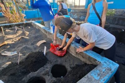 Bali Horse Riding and Turtle Release at Saba Beach - Black-sand horseback riding at Saba Beach: scenic, calm, and straightforward