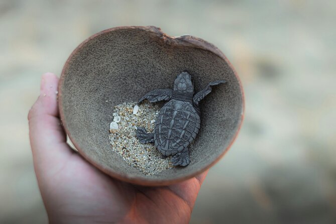 Bali Horse Riding and Turtle Release at Saba Beach - Price and package choices: what your $64 really covers