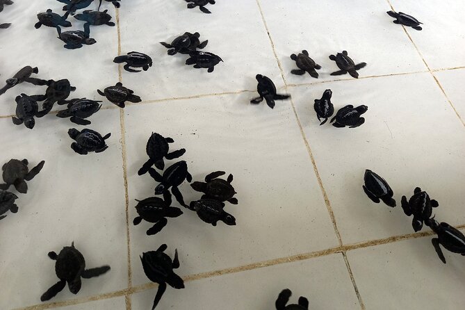 Bali Horse Riding and Turtle Release at Saba Beach - The guides make it: Ajik, Wayan, and Eggy’s role in a well-run day