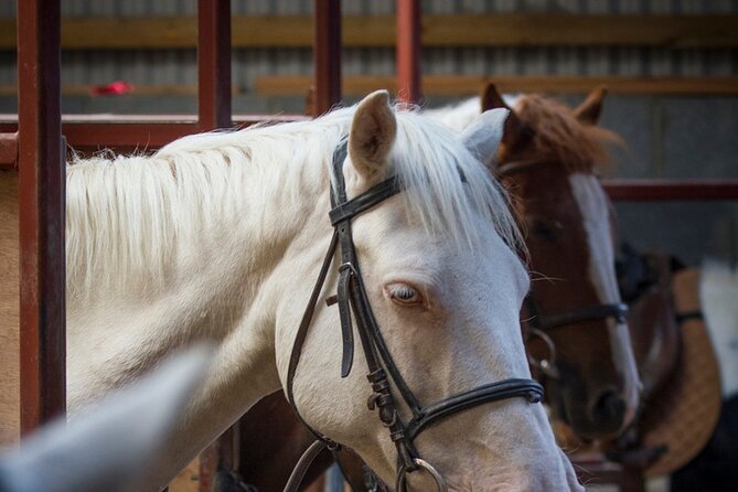 Beach & countryside horse riding outside Westport. Guided. 1 hour - Croagh Patrick, seals, and Dorinish: the scenery loop you’ll remember