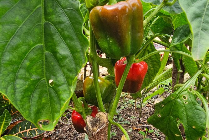 Buggy, horse and plantation ranch - Stop 1 at the Macao Beach Ranch: From Fermentation to Your Cup
