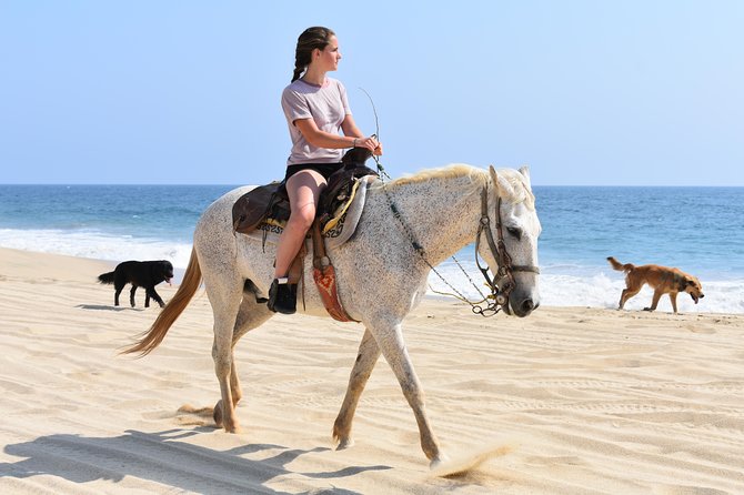 Cabo Desert Off-Road & Beach Horseback Combo and Tequila Tasting - The ATV-to-Horse Combo That Actually Feels Different