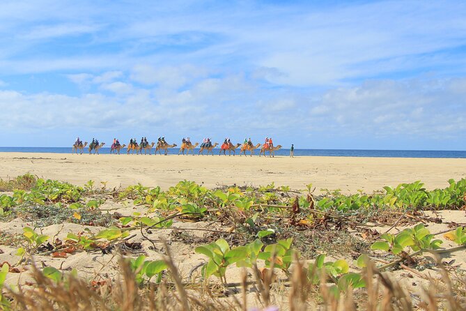 Cabo San Lucas Camel and Horseback Ride with ATV Adventure - Tequila tasting and the included extras that matter on the ground