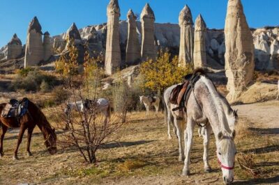 Cappadocia Horse Riding Experience Sunrise Sunset Daytime - Getting There and Meeting Your Guide: Pickup That’s Easy If You Read This Part