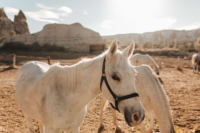 Cappadocia Horse Riding Tour: Sunrise, Sunset, 1 Hour or 2 Hours - The Real Itinerary Feel: What Happens During Your Ride