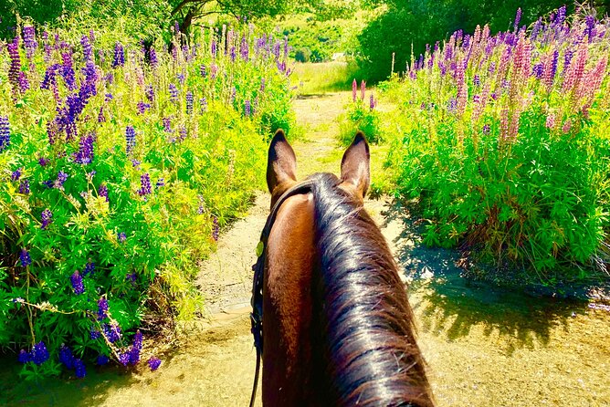 Cardrona High Country Pub Trail Horse Riding Trek (Intermediate+) - Price and value: why $365.29 can make sense here