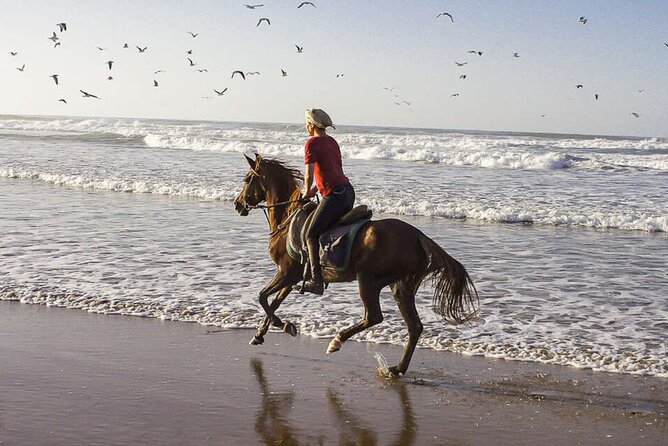 Cartagena: Horseback Riding at the Beach During Day or Sunset - The Cultural Talk: Why This Isn’t Just a Photo Tour