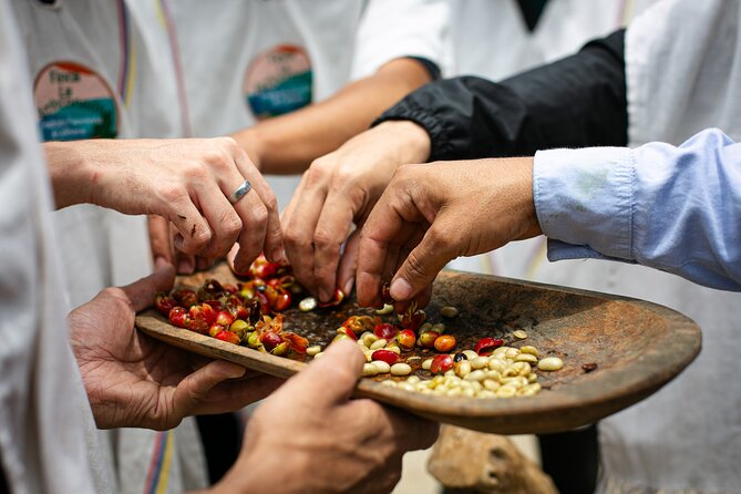 Coffee Tour with arrival on horseback and sugar cane processing - The Coffee Farm Visit: History, Bean Picking, and How Coffee Actually Happens
