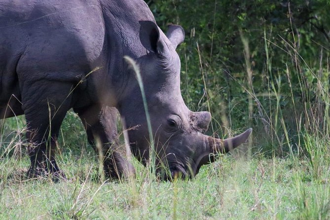 Day Tour Of Ziwa Rhino Sanctuary and Wildlife Ranch - ZIWA RHINO TREKKING - Ziwa Rhino Sanctuary Day Trek: What This Trip Feels Like