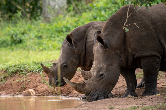 Day Tour Of Ziwa Rhino Sanctuary and Wildlife Ranch - ZIWA RHINO TREKKING - Getting There From Kampala: Pickup, Traffic, and Timing