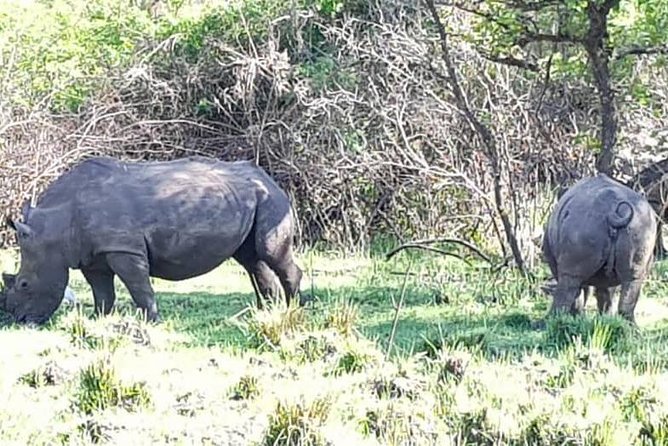 Day Tour Of Ziwa Rhino Sanctuary and Wildlife Ranch - ZIWA RHINO TREKKING - Wildlife Beyond Rhinos: Kobs, Warthogs, Monkeys, Hippos, and More