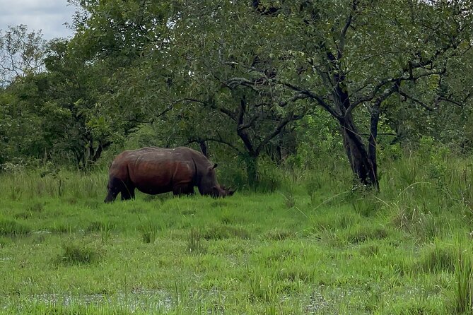 Day Tour Of Ziwa Rhino Sanctuary and Wildlife Ranch - ZIWA RHINO TREKKING - Birding Bonus: The Shoe-Billed Stork and About 350 Species