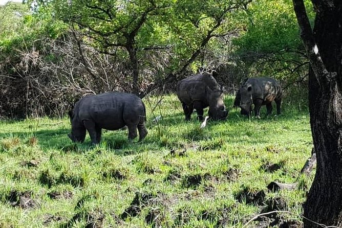 Day Tour Of Ziwa Rhino Sanctuary and Wildlife Ranch - ZIWA RHINO TREKKING - Lunch, Free WiFi, and the Included-Fees Setup