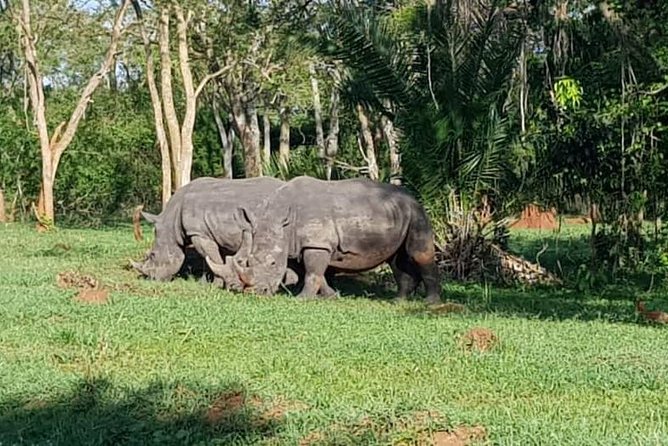 Day Tour Of Ziwa Rhino Sanctuary and Wildlife Ranch - ZIWA RHINO TREKKING - Who This Tour Suits Best (And Who Should Think Twice)