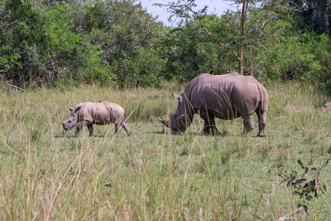 Day Tour Of Ziwa Rhino Sanctuary and Wildlife Ranch - ZIWA RHINO TREKKING - Your 4-Hour Focus at Rhino Fund Uganda