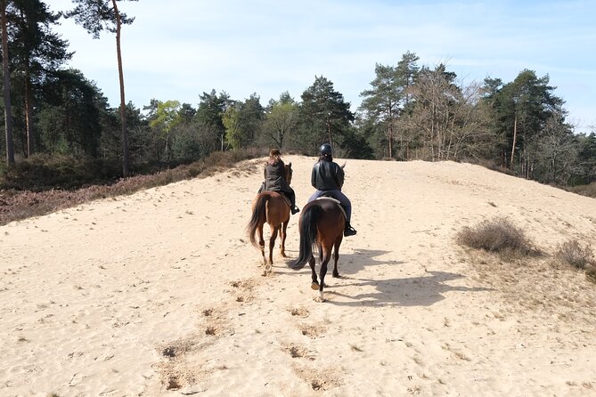 Day Trip to Fontainebleau : Horse Riding, Gastronomy and Castle - Château de Fontainebleau: The Royal Estate Told Through Secrets and Gardens