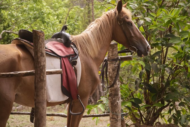 East Coast Horseback Riding & Waterfall Excursion - Dennery Falls: the 15–20m cliff drop and why it feels so peaceful