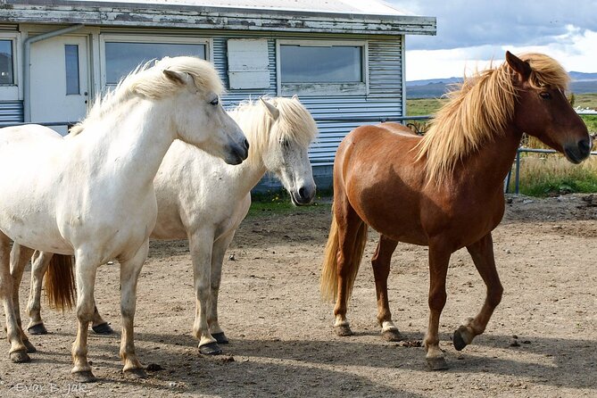 Experience Countryside of Iceland by Horseback Riding - Riding Icelandic horses around Þorlákshöfn: what makes it different