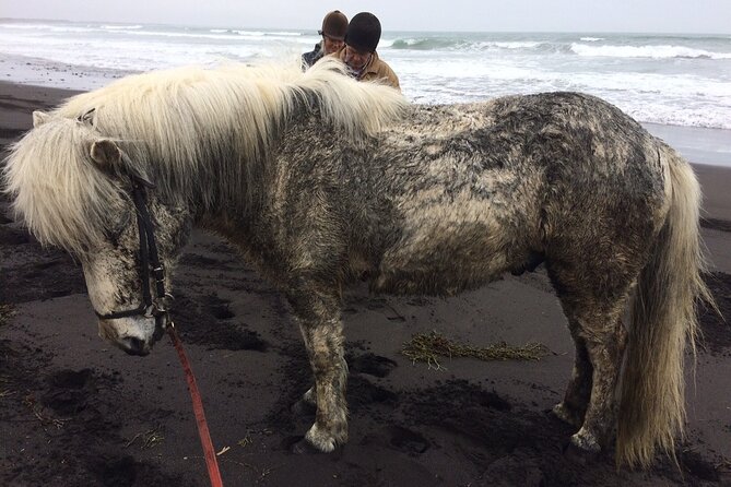 Family Horse Riding Tour in Thorlakshofn - Who should book this family-friendly horse ride?