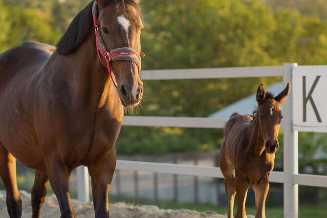 From Krakow: Horse Riding by the Lake Private Tour - Krakow to Jezioro Rożnowskie: the ride’s biggest win is getting out fast