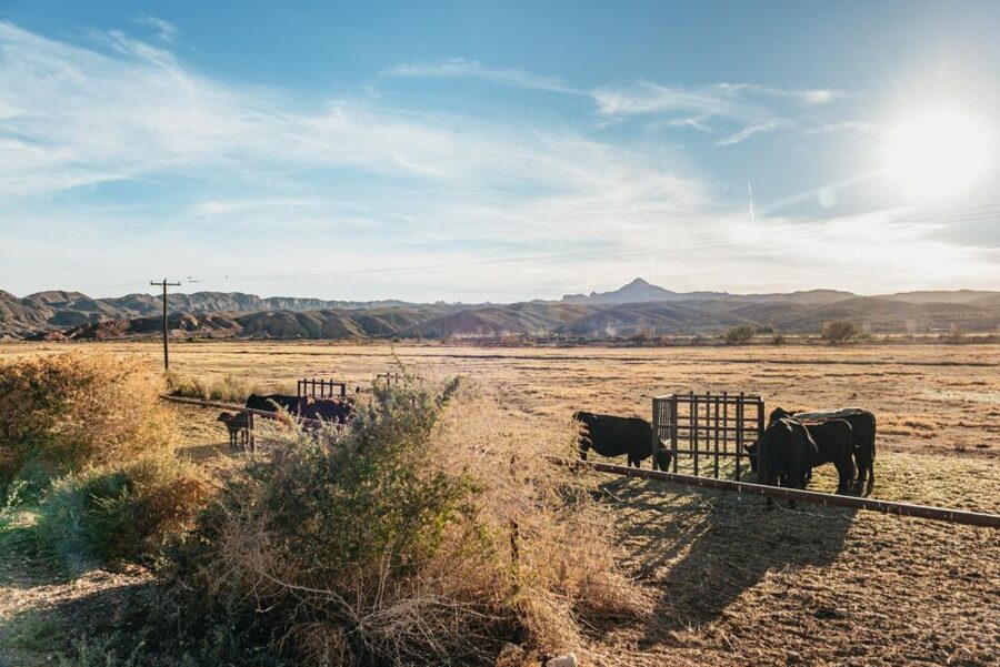 From Las Vegas: Desert Sunset Horseback Ride with BBQ Dinner - Practical Tips to Have a Better Ride