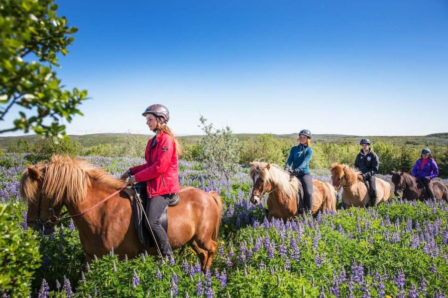 From Reykjavík: Viking Horseback Tour in Hafnarfjörður - The Icelandic horse lesson: gaits, control, and why tölting matters